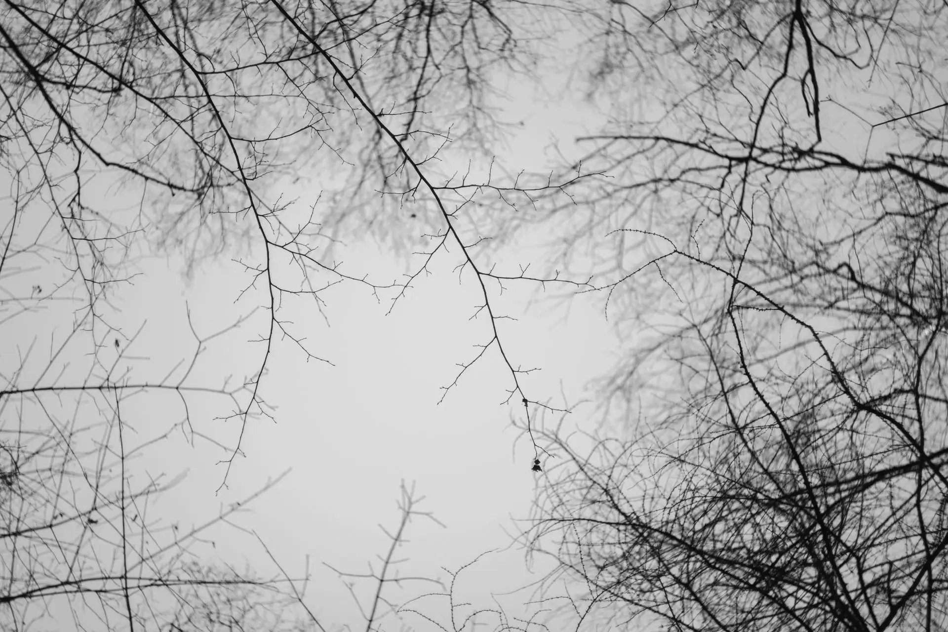 Tree branches in gloomy weather